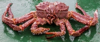 Hunebedjes King Crab (verpakt per 4)