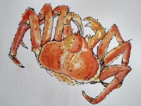 Hunebedjes red crab (verpakt per 7)