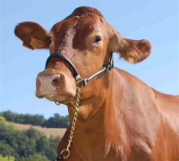 Hunebedjes vacche rosse (verpakt per 7)